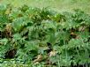 Gunnera manicata