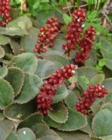 Gunnera prorepens