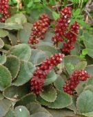 Gunnera prorepens