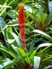 Guzmania