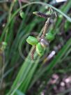 Gymnostachys anceps