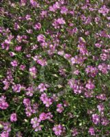 Gypsophila repens