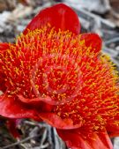 Haemanthus coccineus