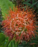 Scadoxus multiflorus katherinae