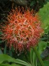 Scadoxus multiflorus katherinae