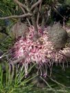 Hakea bakeriana