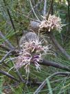 Hakea bakeriana