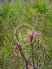 Hakea bakeriana