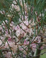 Hakea cycloptera