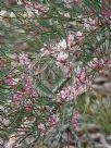 Hakea cycloptera