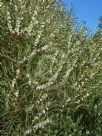 Hakea dactyloides