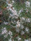 Hakea decurrens decurrens