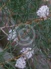 Hakea drupacea