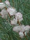 Hakea drupacea