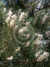 Hakea drupacea