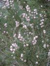 Hakea drupacea