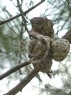 Hakea drupacea