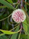 Hakea laurina