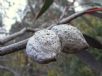 Hakea laurina