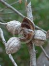 Hakea laurina