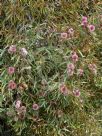 Hakea laurina