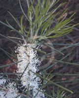 Hakea lissosperma