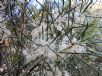 Hakea lissosperma