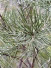 Hakea lissosperma