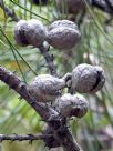 Hakea lissosperma