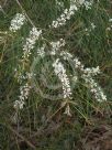 Hakea macraeana