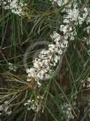 Hakea macraeana