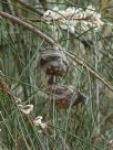 Hakea macraeana