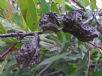 Hakea salicifolia