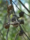 Hakea salicifolia