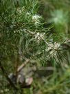 Hakea sericea