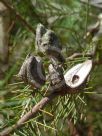 Hakea sericea