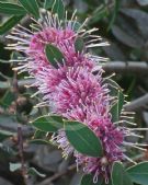 Hakea Burrendong Beauty