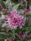 Hakea Burrendong Beauty