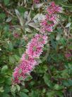 Hakea Burrendong Beauty