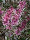 Hakea Burrendong Beauty