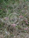 Hakea Burrendong Beauty