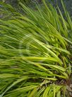 Hakonechloa macra Aureola