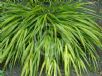 Hakonechloa macra Aureola