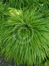 Hakonechloa macra Aureola