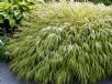 Hakonechloa macra Aureola