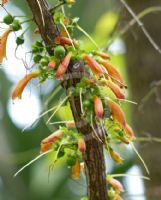 Halleria lucida