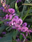 Hardenbergia violacea