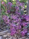 Hardenbergia violacea