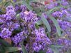 Hardenbergia violacea