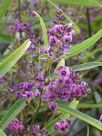 Hardenbergia violacea